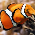 fake elephant fish