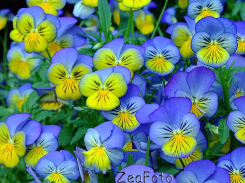 ZeaFoto Viola origin