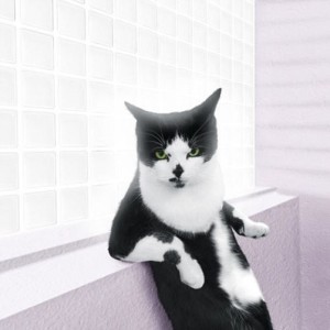 Maverick Arts 2014 Glamour Cat calendar